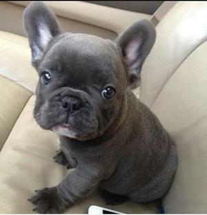 Deseo Adoptar Bulldog Francés Cachorro