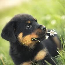 Deseo Adoptar Cachorro Rottweiler