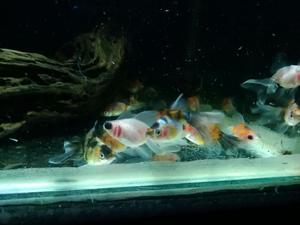 Goldfish Velo