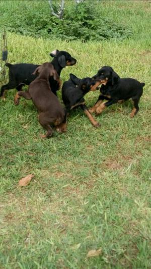 Hermosos Cachorros Doberman Vacunados Y