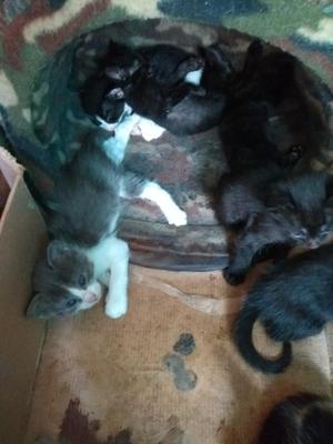 Hermosos Gatitos en Adopción