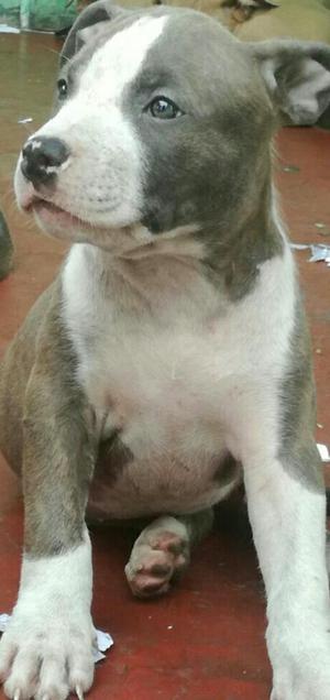 Pitbull American Bully