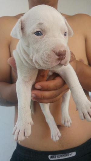 Pitbull de 28 Dias Macho Ala Venta