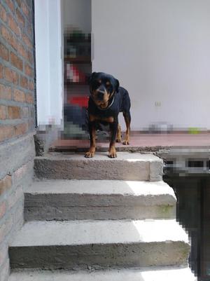 Regalo mi perro raza rottweiler