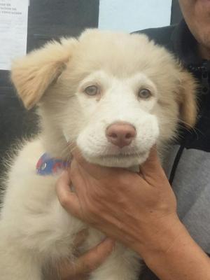 Samoyedo 2 Meses