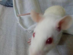 Se REGALAN 3 ratitas albinas Arequipa, 4 semanas de vida