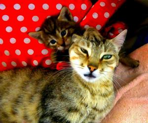 Se da en Adopción a 4 lindos gatitos.