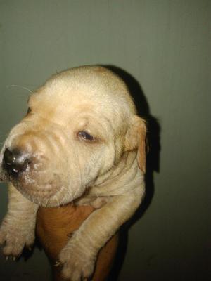 Sharpei