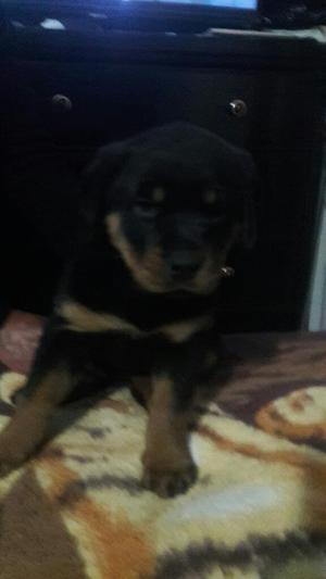 Vendo Cachorra Rottweiler