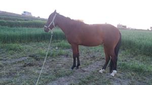 Vendo Dos Caballos de Paso Una de Cuatro