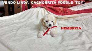 Vendo Preciosa Cachorrita Poodle Toy LINEA ARGENTINA