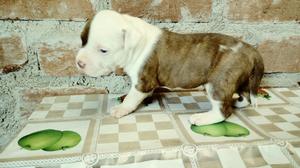 Venta de Cachorros Pitbull