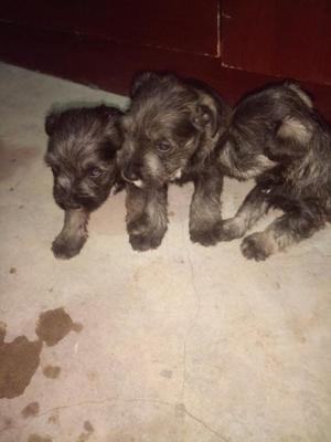 Venta de Mini Schnauzer