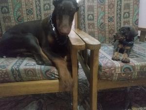 a La Venta Mis 2 Cachorros Doberman