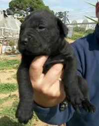 lindo cachorritos labrador color negro a 300 soles tl