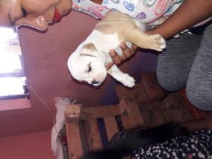 molosos bulldog ingls 45 dias 