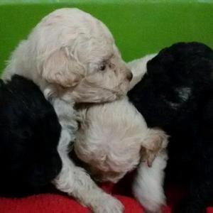 poodle toy mini blancos negros marrones lindos cachorros