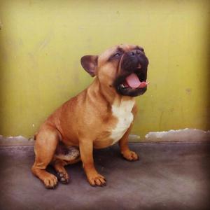 Servicio de Monta Bulldog Frances