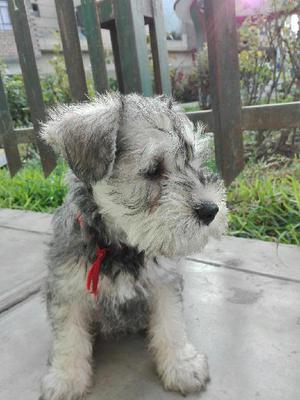 Cachorro Schnauzer