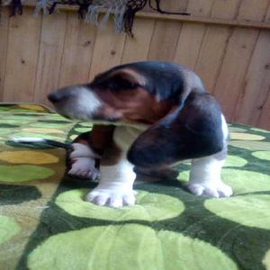 Cachorros Basset Hound