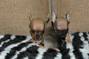 Chihuahua Cachorros