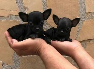 Se Vende Mis Lindos Cachorros Chihuahua