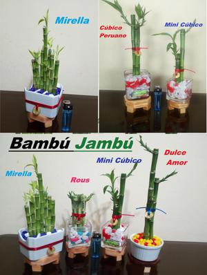 Catálogo completo de nuestros mejores modelos de bambú