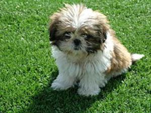 Quiero Adoptar Un Shih Tzu