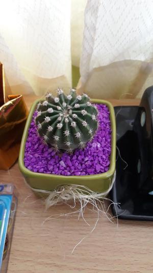 Se Venden Cactus