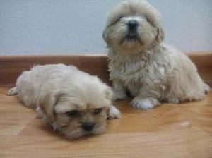 Shih Tzu Cachorro