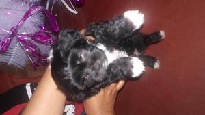 Venta de perro shih tzu