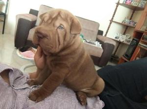 Cachorra Shar Pei Americana Diluida