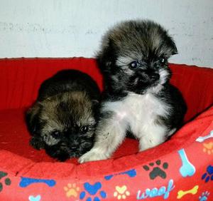 Shih Tzu Miniaturas