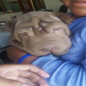 Vendo Cachorro Shar Pei