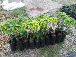Plantones de Mango injertos Kent, Edward, Tommy Atkins,