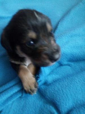 Adopcion de Cachorros Cruce con Schanuze