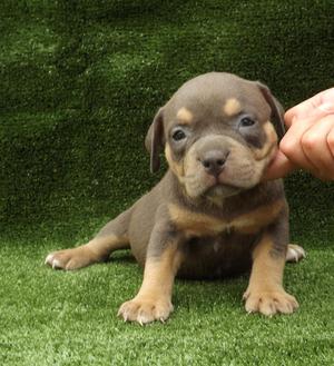 American Bully Tricolores