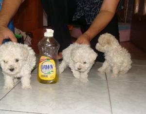 BICHON FRISE AQUI EN LIMA APRECIOS NEGOCIABLES