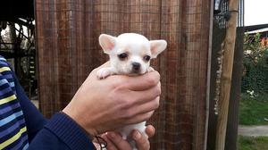 Bellos Cachorritos Chihuahuas Blancos Miniaturas, Padres