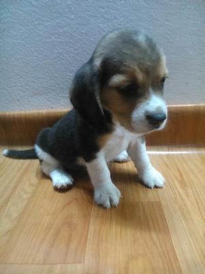 Bellísima Beagle Cachorro