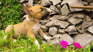 Bull Terrier Cachorra Leonada