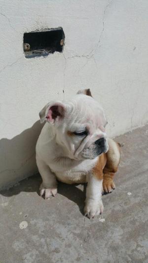 Bulldog