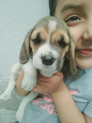 Cachorrita Beagle en Venta