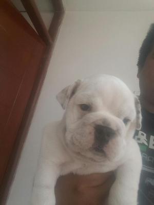 Cachorro Bulldog Ingles