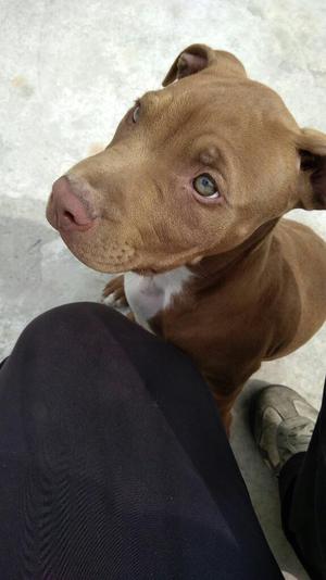 Cachorro Pitbull en Venta