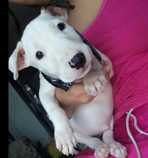 Cachorros Bull Terrier