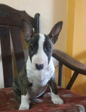 Cachorros Bull Terriers