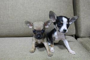 Cachorros Chihuahua Toy