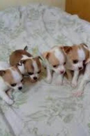 Cachorros Chihuahuas Toys Bicolores