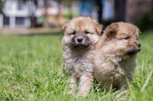 Cachorros Chow Chow